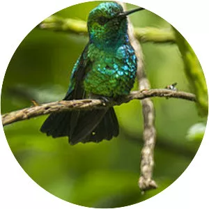 Blue-tailed emerald