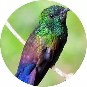 Blue-tailed hummingbird - Bird
