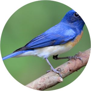 Blue-throated blue flycatcher