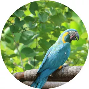 Blue-throated macaw