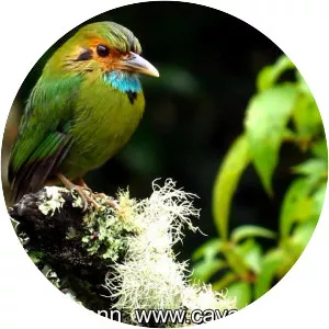 Blue-throated motmot