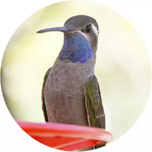 Blue-throated mountaingem