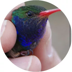 Blue-throated sapphire - Bird