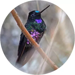 Blue-throated starfrontlet