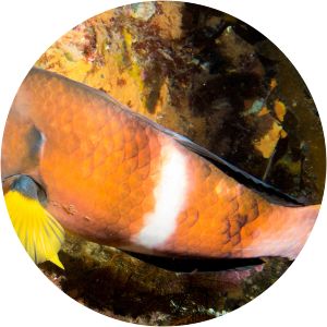 Blue-throated wrasse - 