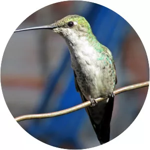 Blue-tufted starthroat