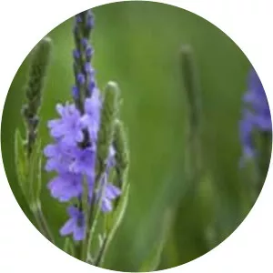 Blue vervain