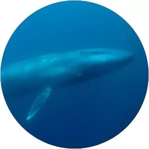 Blue whale
