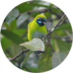 Blue-whiskered tanager