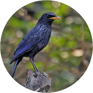 Blue whistling thrush