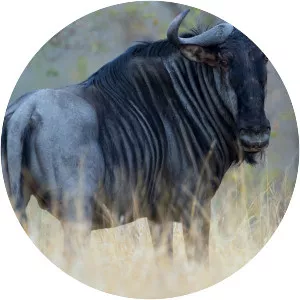 Blue wildebeest