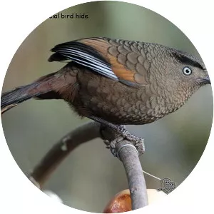 Blue-winged laughingthrush - 