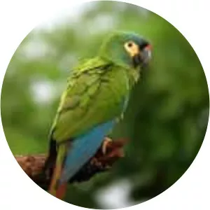 Blue-winged macaw
