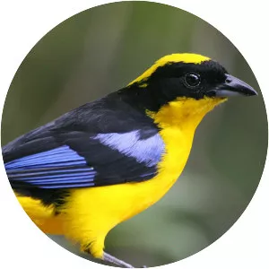 Blue-winged mountain tanager