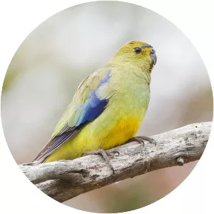 Blue-winged parrot