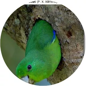Blue-winged parrotlet