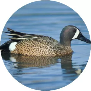 Blue-winged teal - Birds