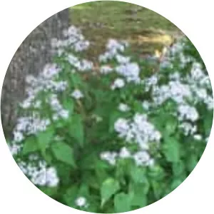 Blue wood-aster