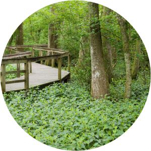 Bluebonnet Swamp Nature Center