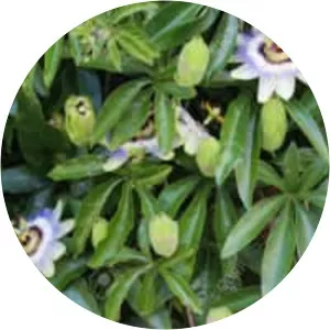 Bluecrown Passionflower