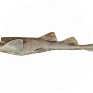 Bluegrey carpetshark
