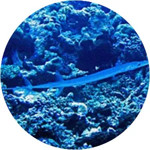 Bluespotted cornetfish