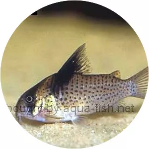 Bluespotted corydoras