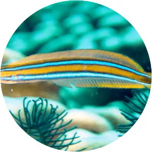 Bluestriped fangblenny