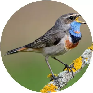 Bluethroat