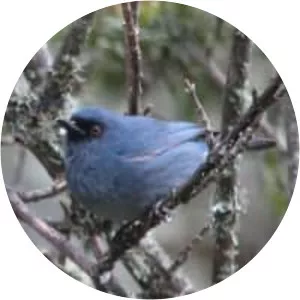 Bluish flowerpiercer - Bird
