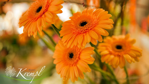 Blumen Krempl - 