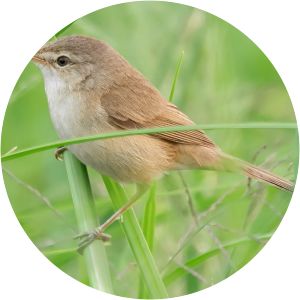 Blunt-winged warbler