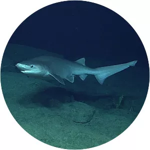 Bluntnose sixgill shark