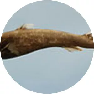 Blurred lanternshark