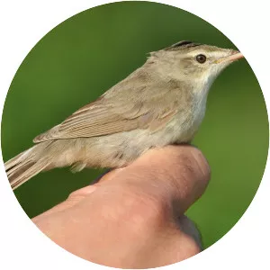 Blyth's reed warbler