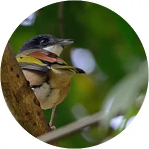 Blyth's shrike-babbler - 