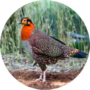 Blyth's tragopan