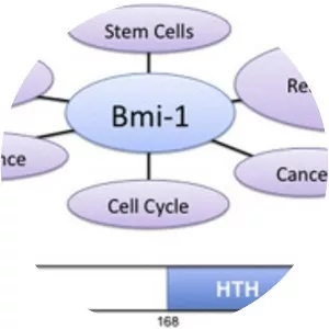 BMI1 - 