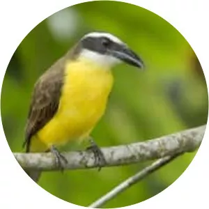 Boat-billed flycatcher