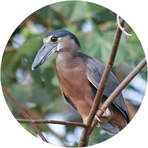 Boat-billed heron