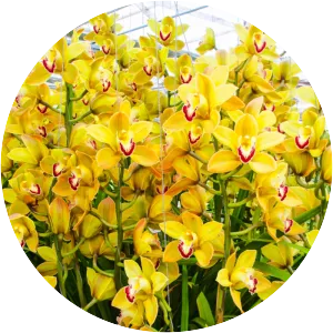 Boat orchid - Plants