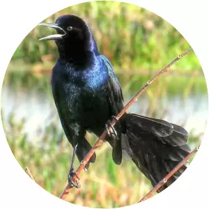 Boat-tailed grackle photograph
