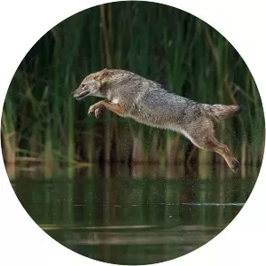 Boaz Amidror - Military officer