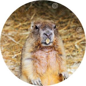 Bobak marmot