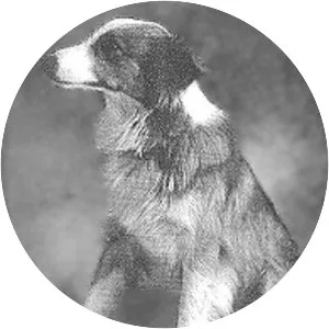 Bobbie the Wonder Dog