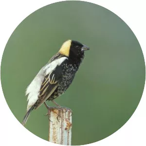 Bobolink