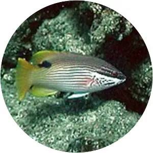Bodianus albotaeniatus