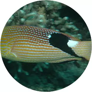 Bodianus loxozonus