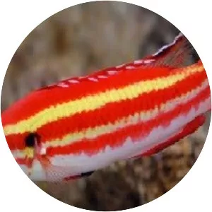 Bodianus masudai