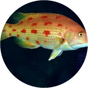 Bodianus oxycephalus